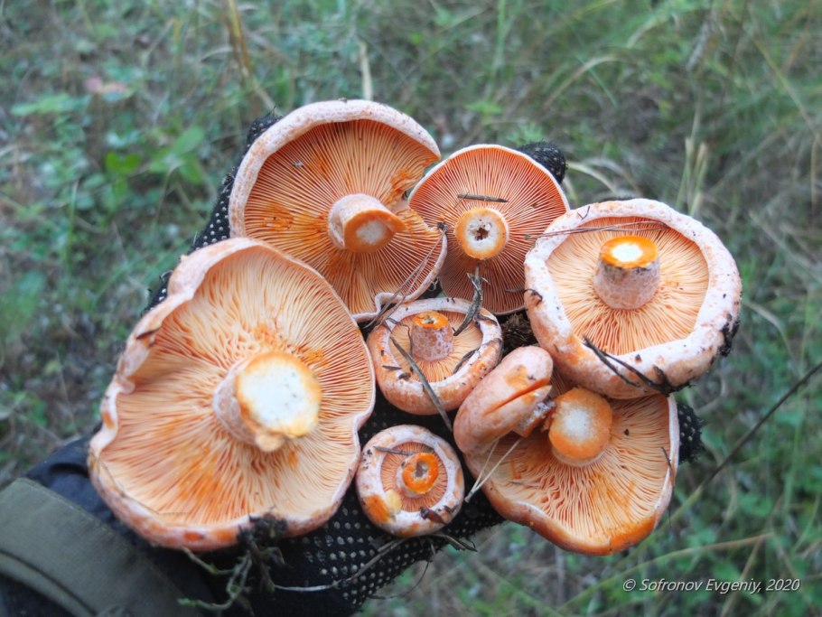 Червивый Рыжик