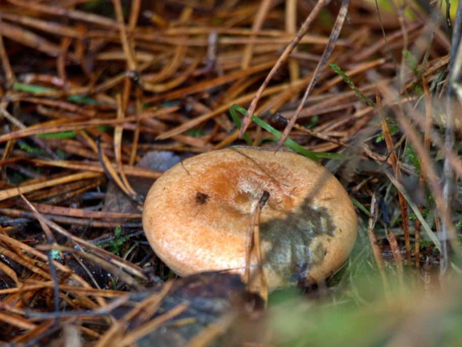 Грузди рыжики