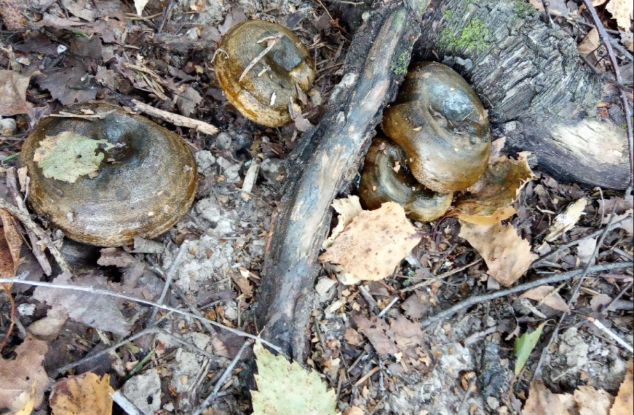 Рыжик с пятнистым стволом