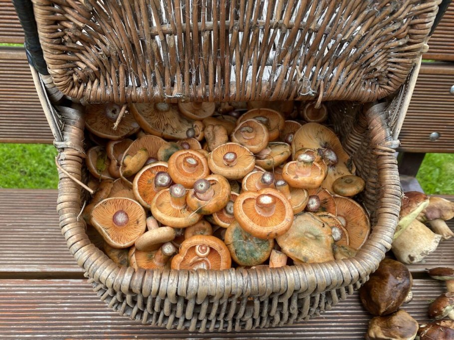 Грибная ферма грузди