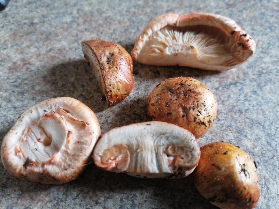 Грибы рыжие пластинчатые