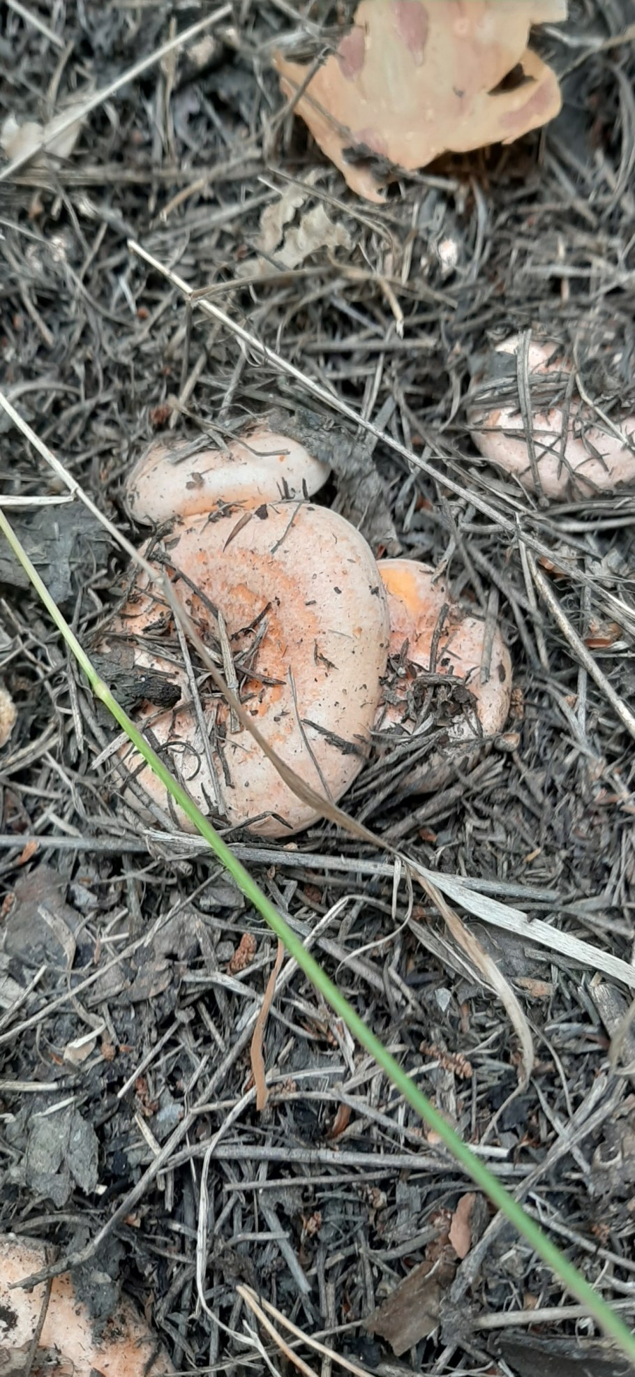 Lactarius deliciosus