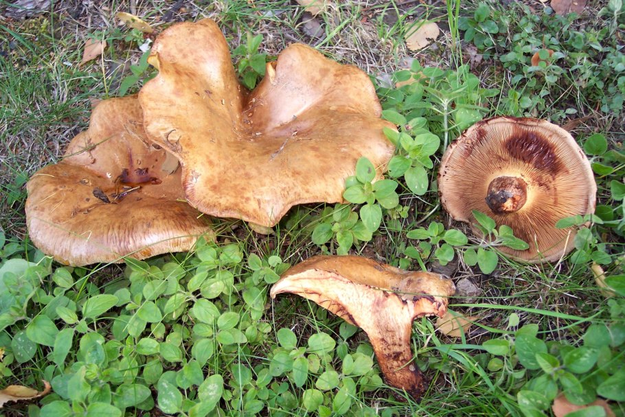 Гриб коровник и свинушка