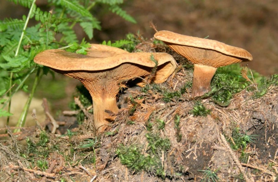 Свинушка тонкая ядовитый гриб