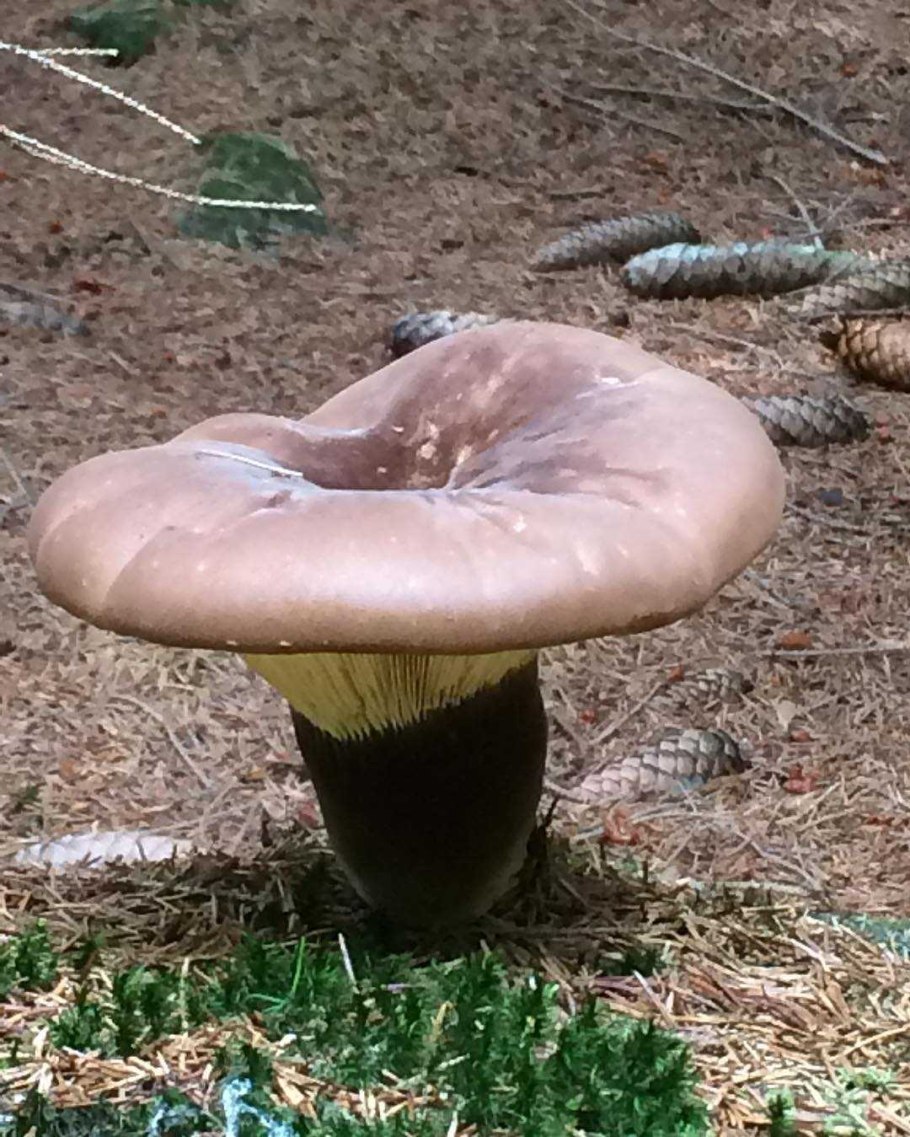 Свинушки грибы съедобные