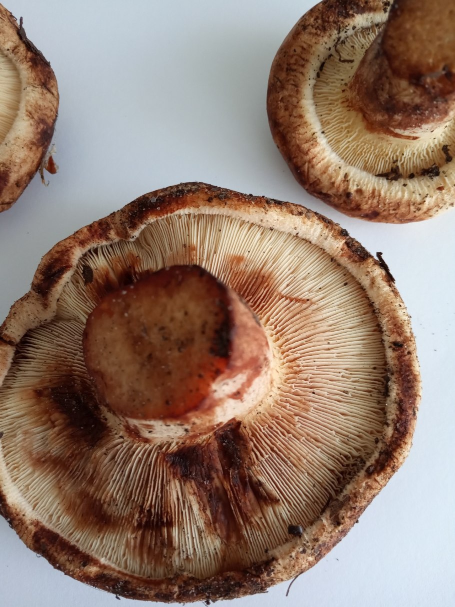 Свинушка Paxillus rubicundulus