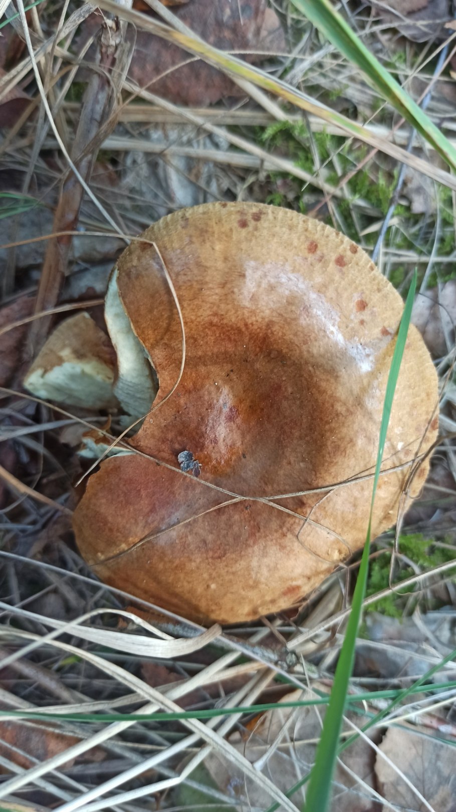Свинушка тонкая Paxillus involutus