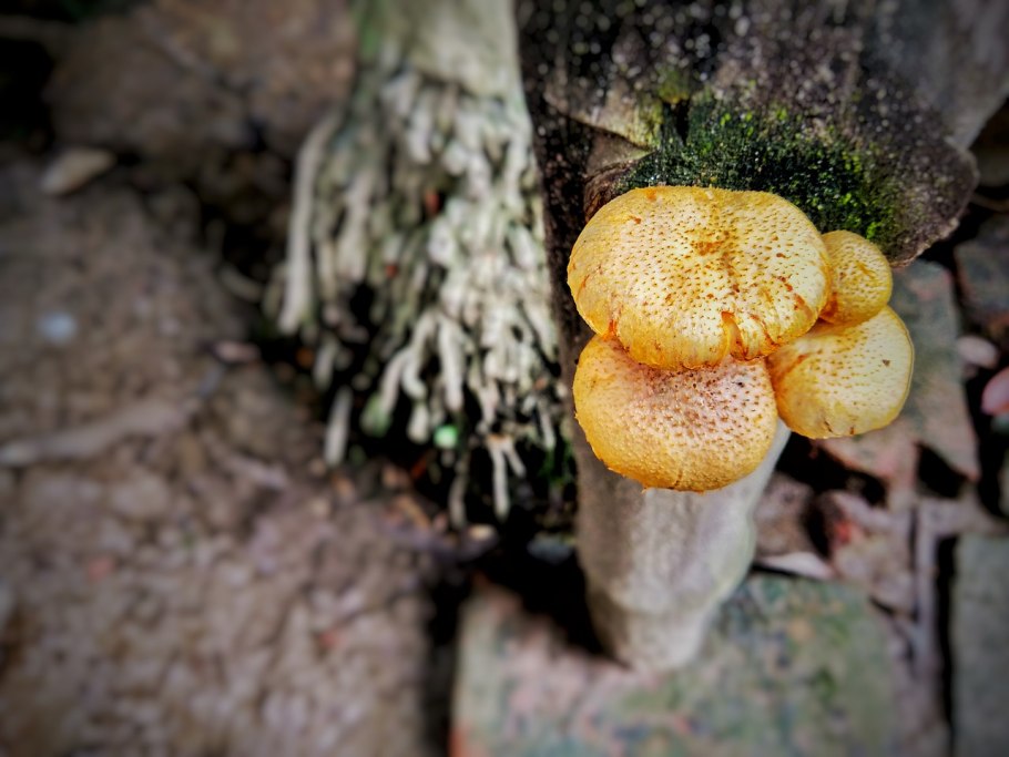 Гриб Сетконоска