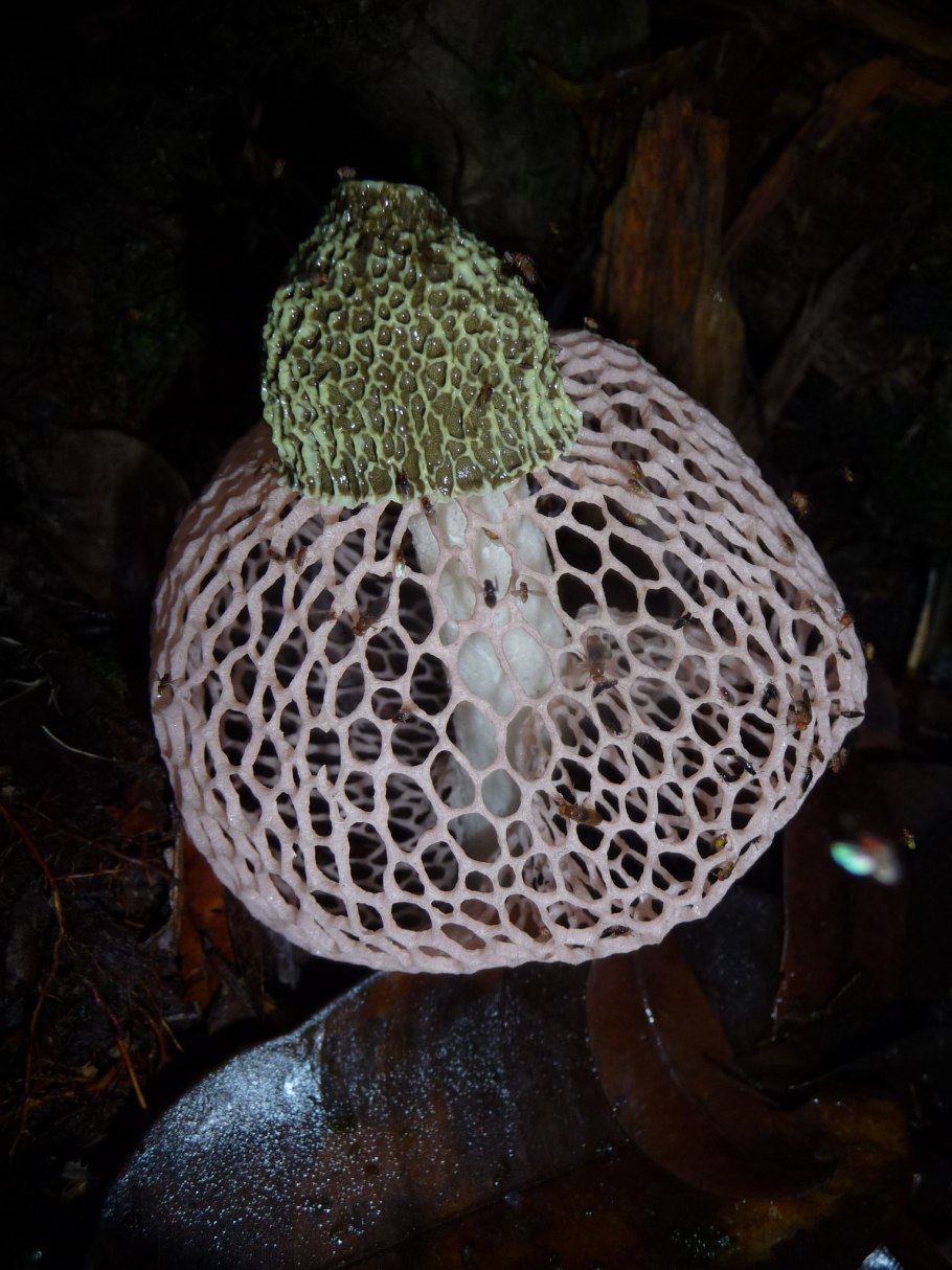 Гриб Сетконоска