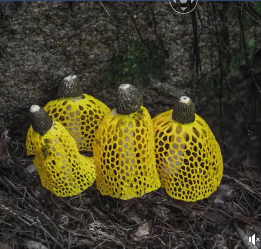 Гриб Сетконоска