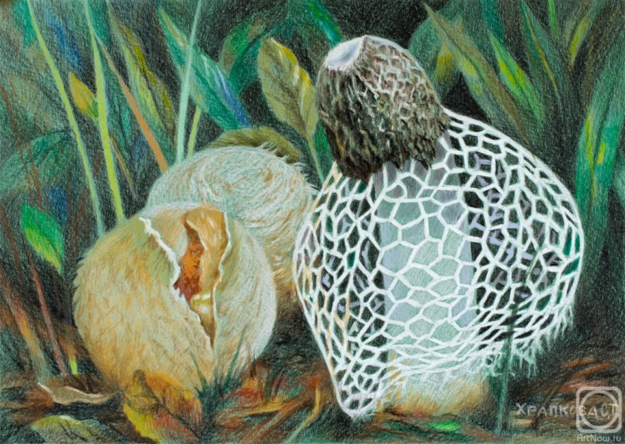 Favolaschia Calocera