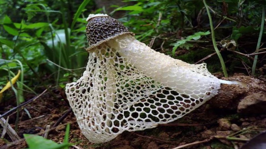 Гриб Веселка Сетконоска