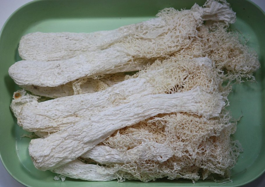 Bamboo fungus