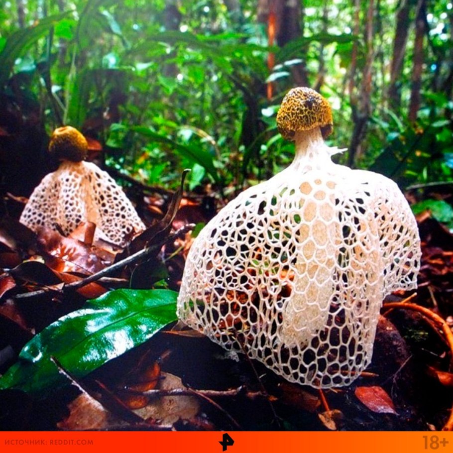 Сетконоска сдвоенная