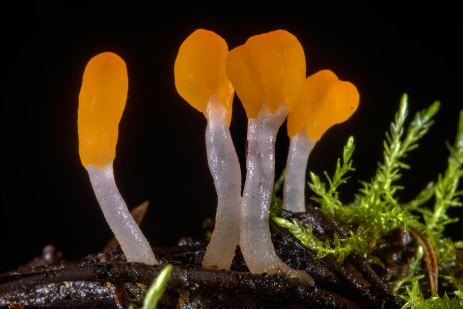 Веселка Хадриана