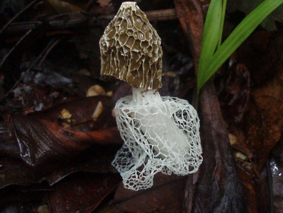 Бамбуковый гриб (phallus indusiatus).