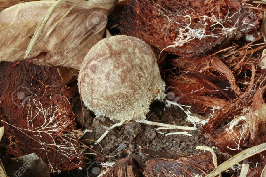 Бамбуковый гриб в разрезе