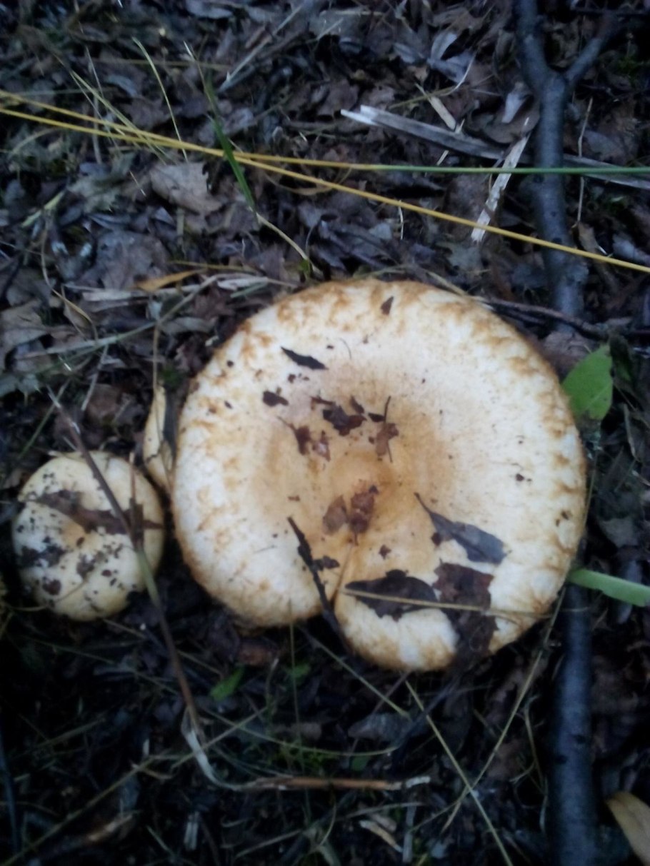 Северные грузди