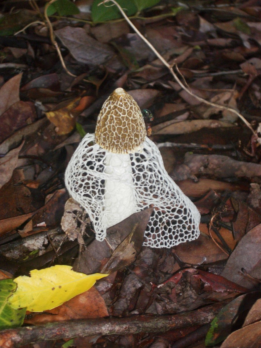 Гриб Сетконоска