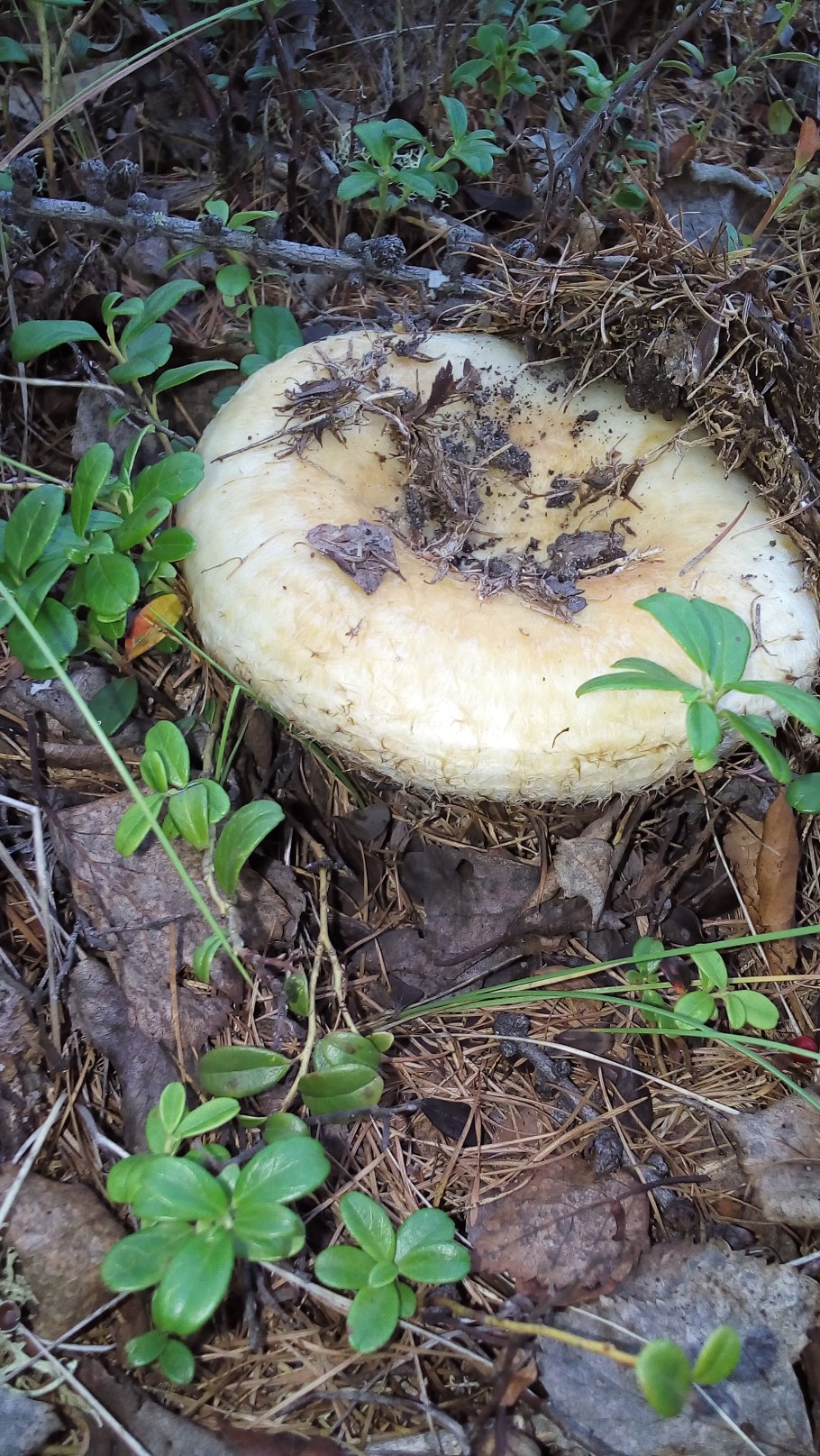 Северные грузди