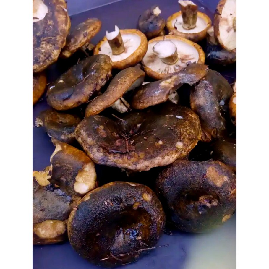 Боровой груздь