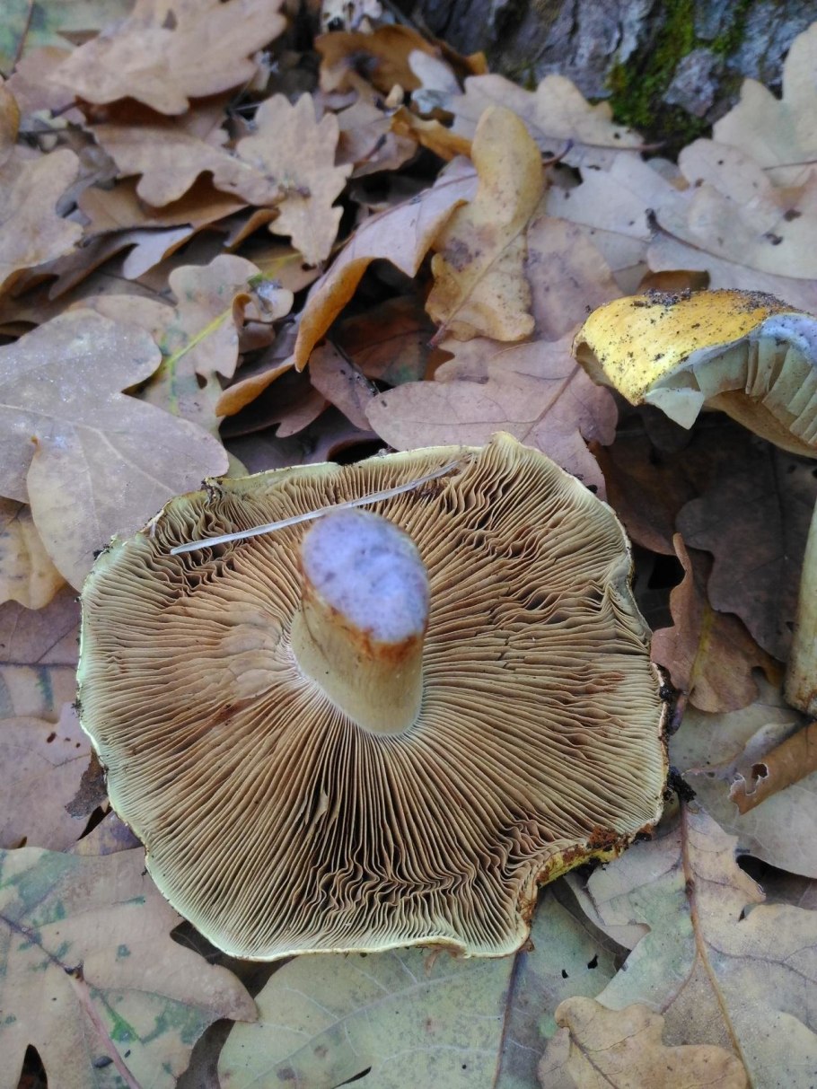 Груздь бахромистый