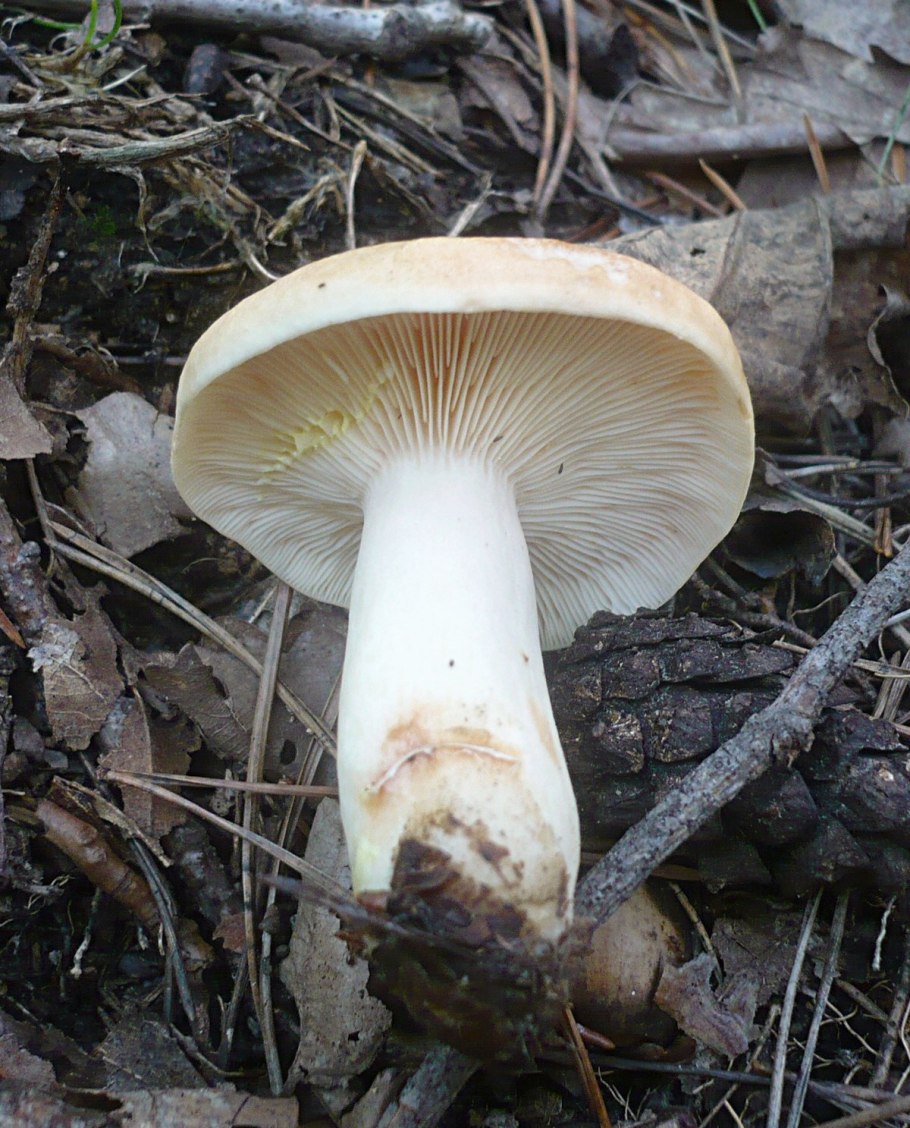 Груздь дубовый Lactarius insulsus
