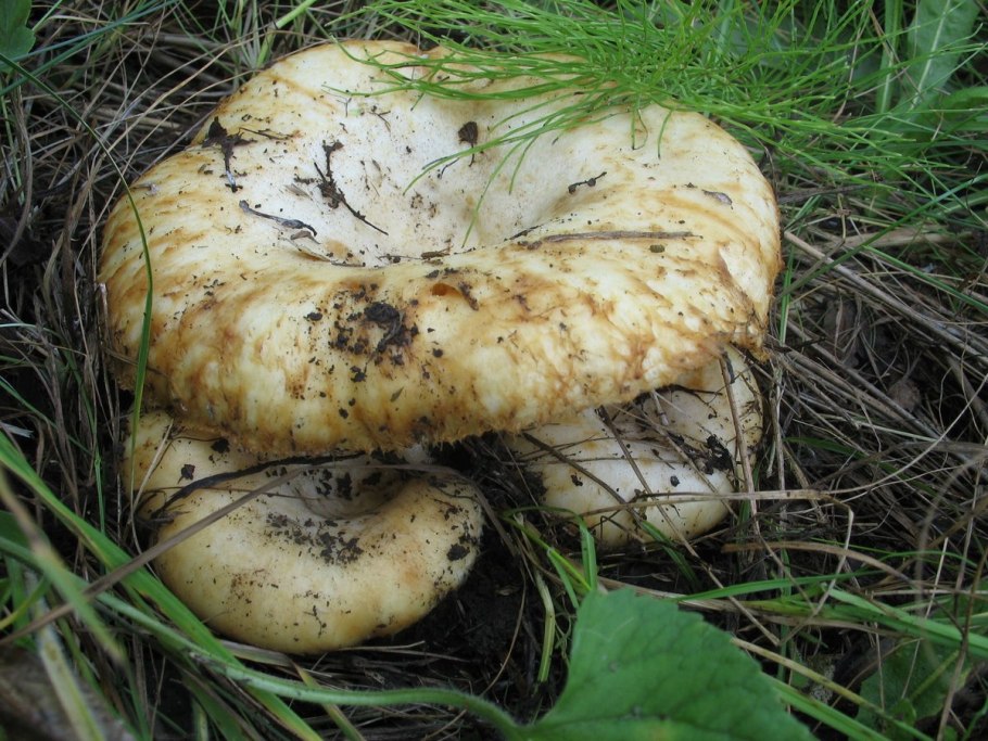 Млечный груздь