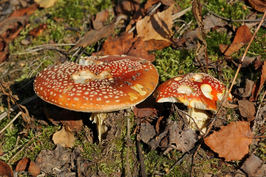 Мухомор зеленый