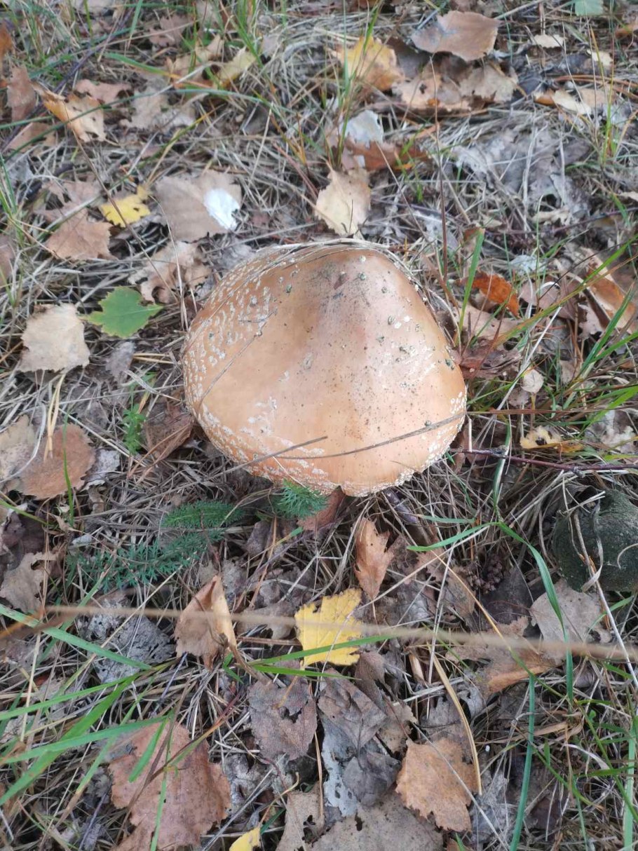 Мухомор Королевский Amanita