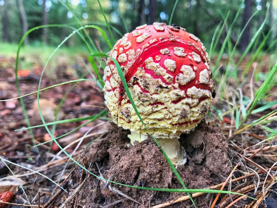 Мухомор в лесу