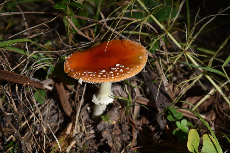 Amanita muscaria