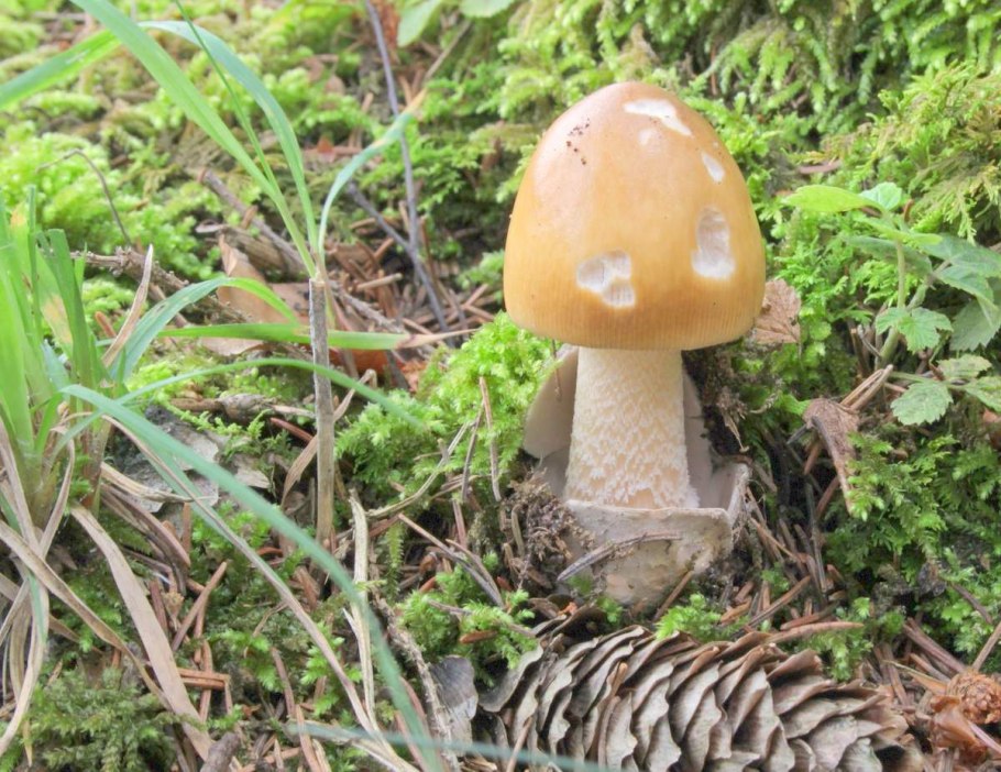 Fungi Light красный мухомор 30 гр