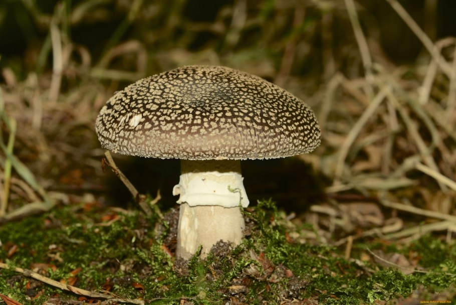 Мухомор пантерный