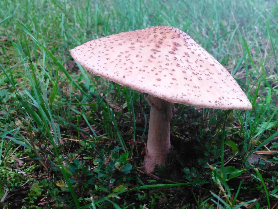 Бурый мухомор