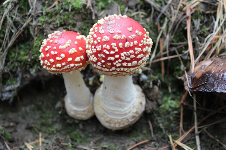 Гриб Amanita rubescens