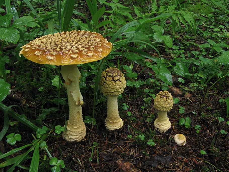 Мухомор Аманита Мускария