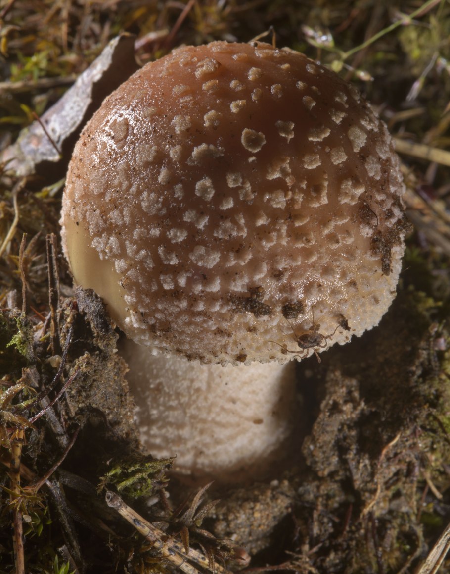 Красный Королевский мухомор