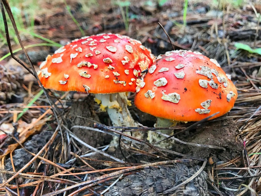 Amanita muscaria тян