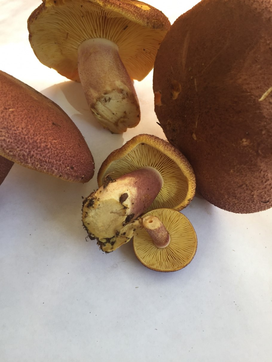 Рядовка желто-красная Tricholomopsis rutilans