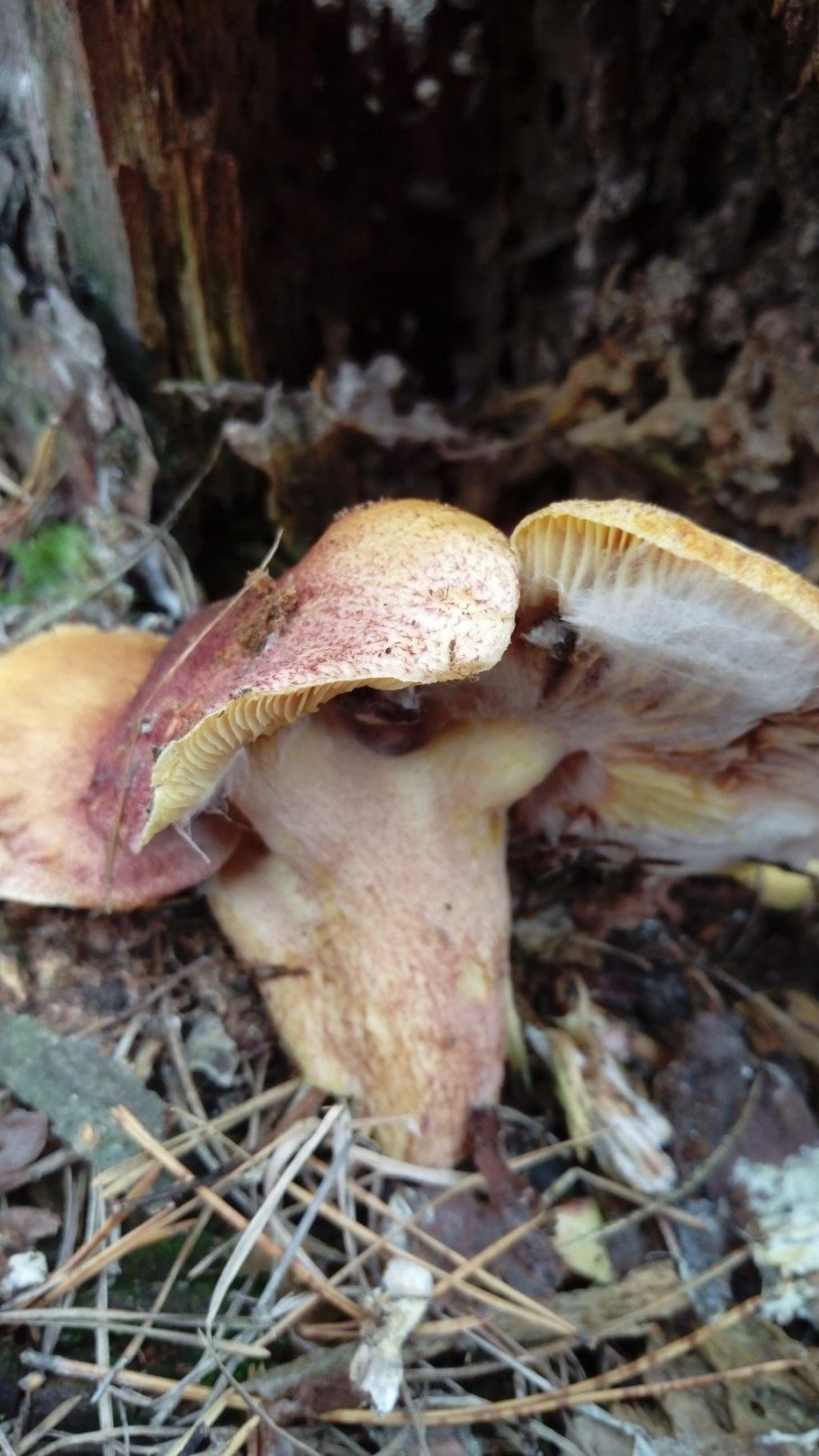 Tricholomopsis rutilans