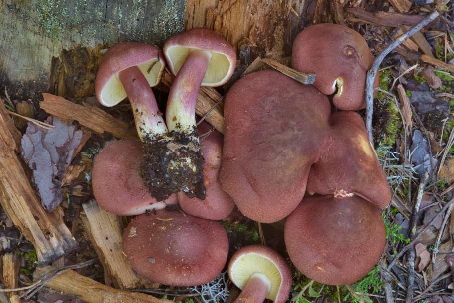 Рядовка желто-красная Tricholomopsis rutilans съедобная