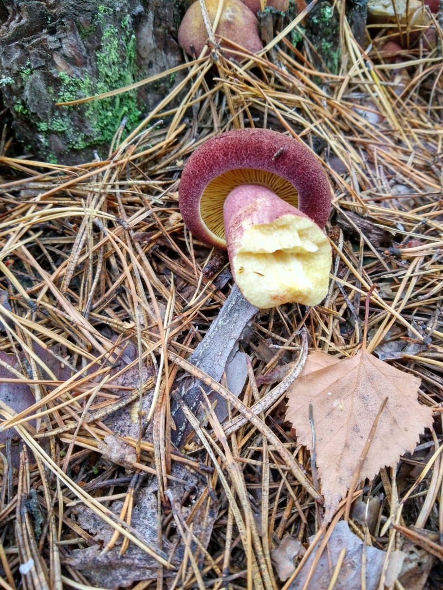 Рядовка желто-красная Tricholomopsis rutilans