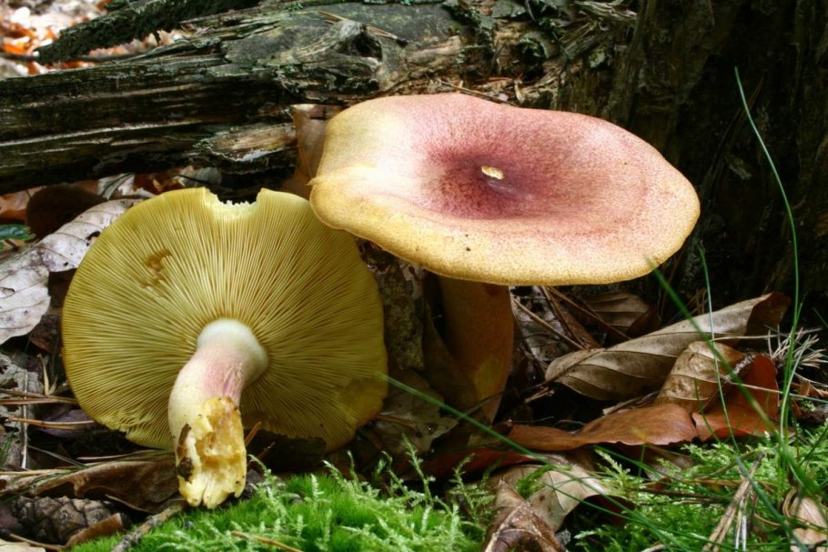 Рядовка желто-красная Tricholomopsis rutilans