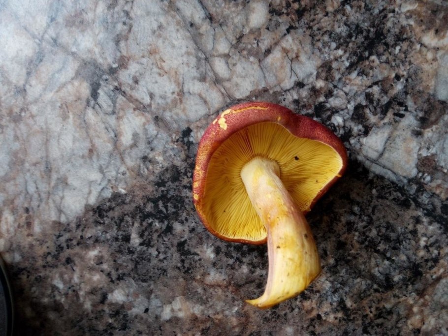 Рядовка с красной шляпкой