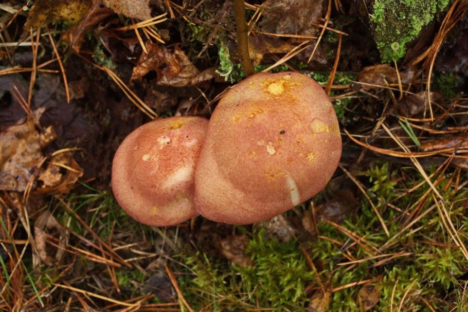 Рядовка желто-красная Tricholomopsis rutilans