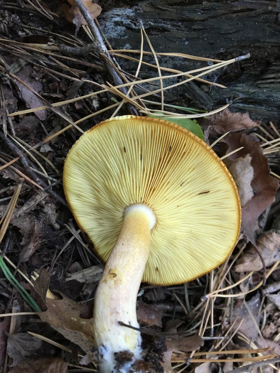 Рядовка желто-красная Tricholomopsis rutilans