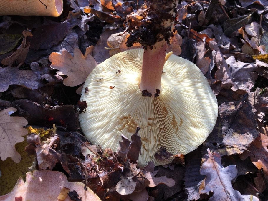 Гриб с желтой ножкой и коричневой шляпкой