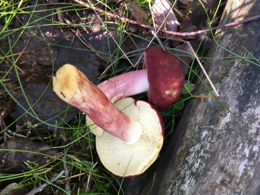 Рядовка желтая гриб