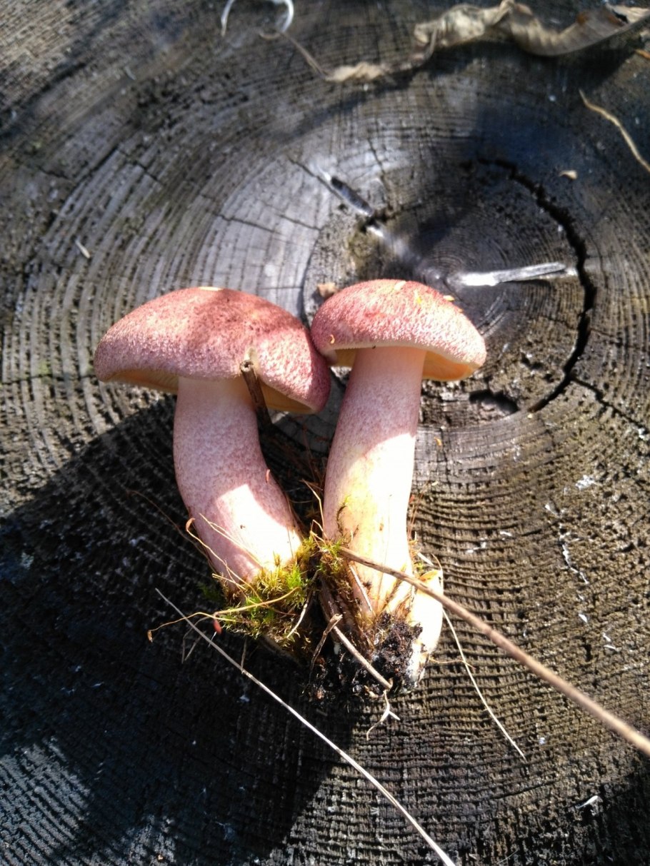 Осенние грибы Подмосковья съедобные рядовки